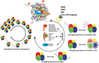 Recent Advances in Investigating Functional Dynamics of Chromatin